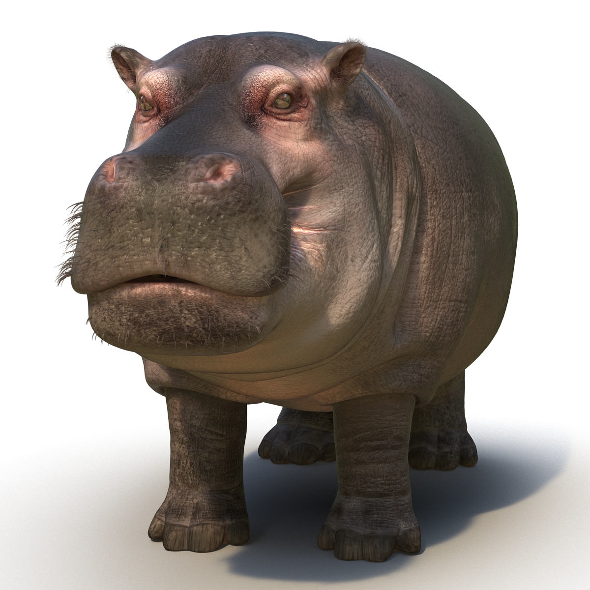 3D Hippopotamus with Fur