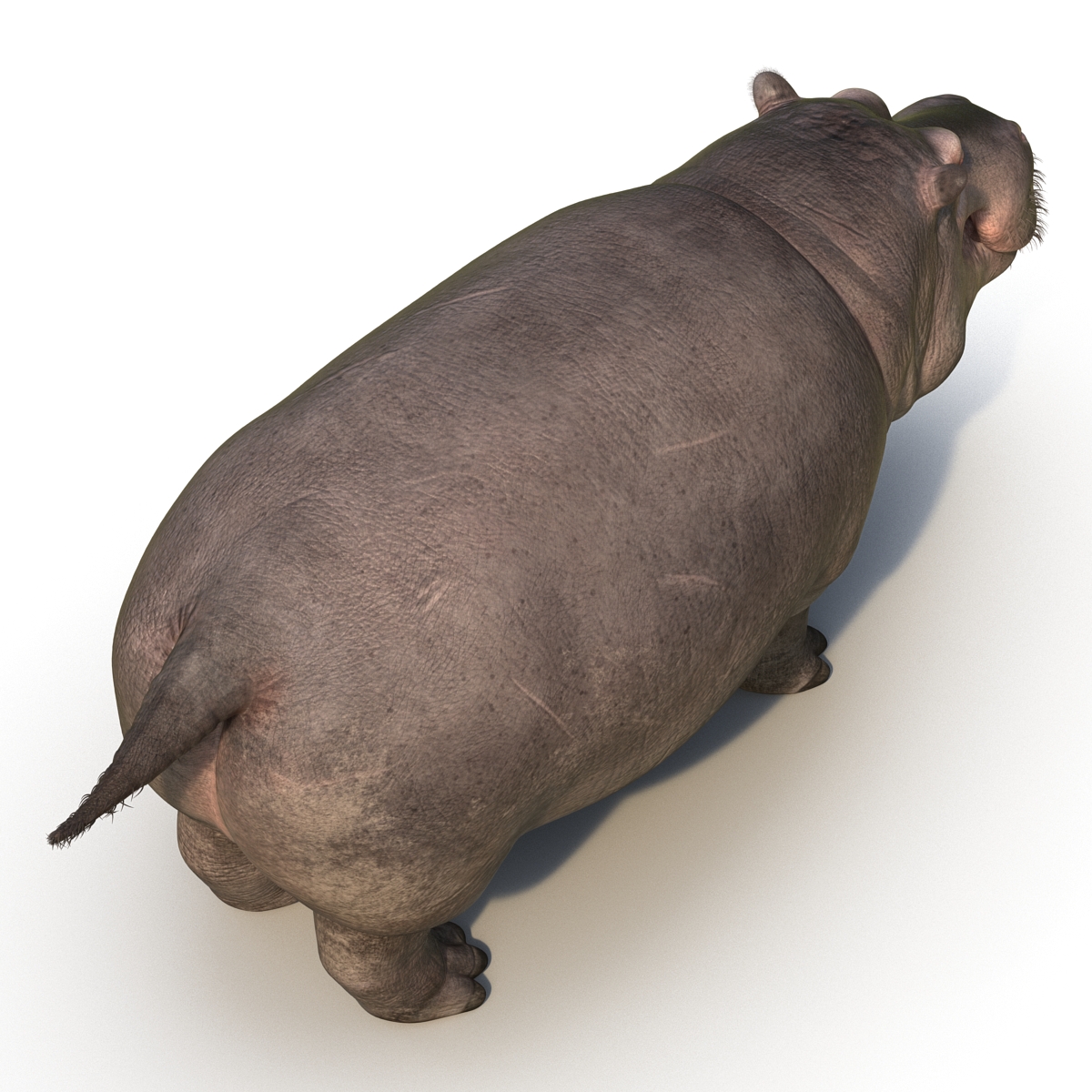 3D Hippopotamus with Fur