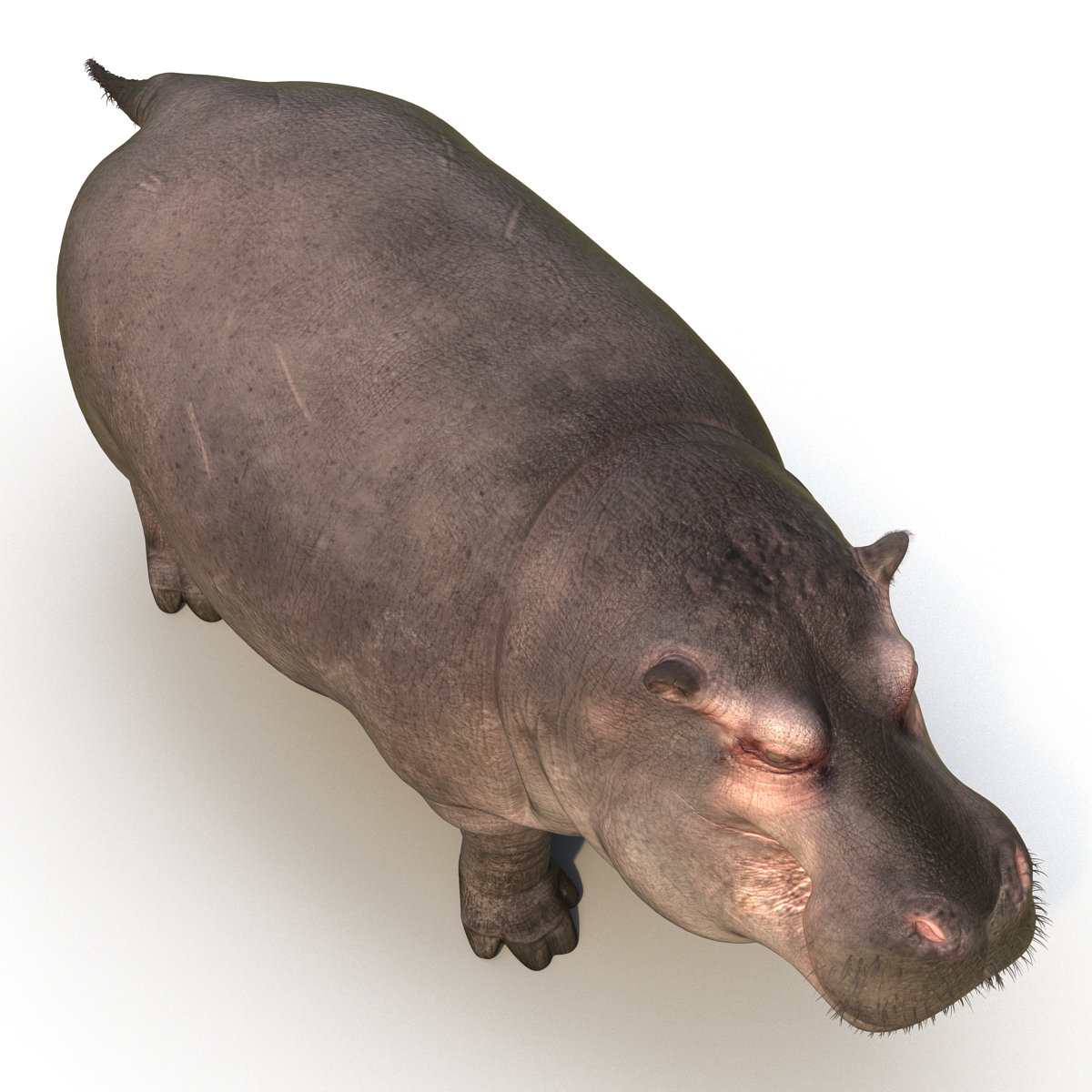 3D Hippopotamus with Fur