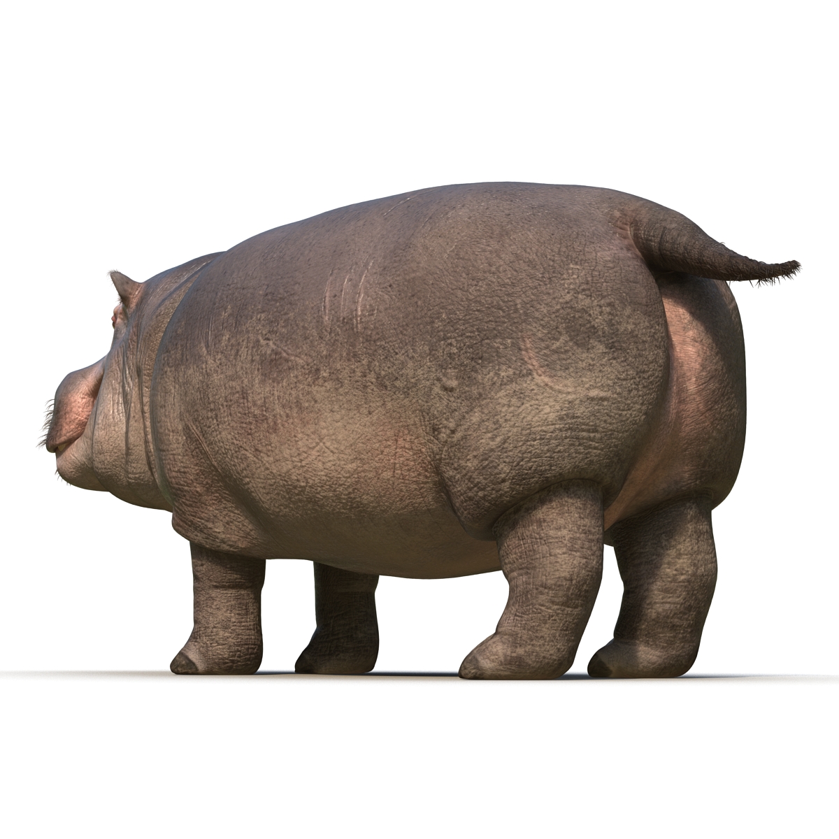 3D Hippopotamus with Fur