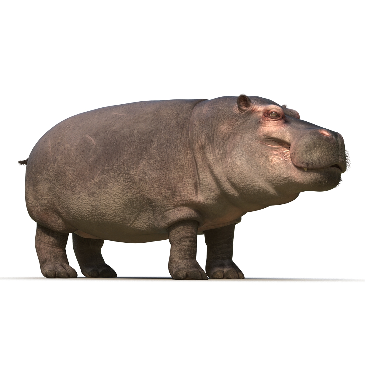 3D Hippopotamus with Fur