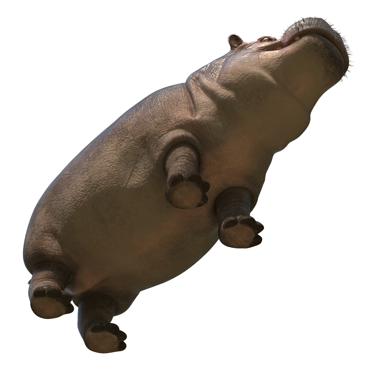 3D Hippopotamus with Fur