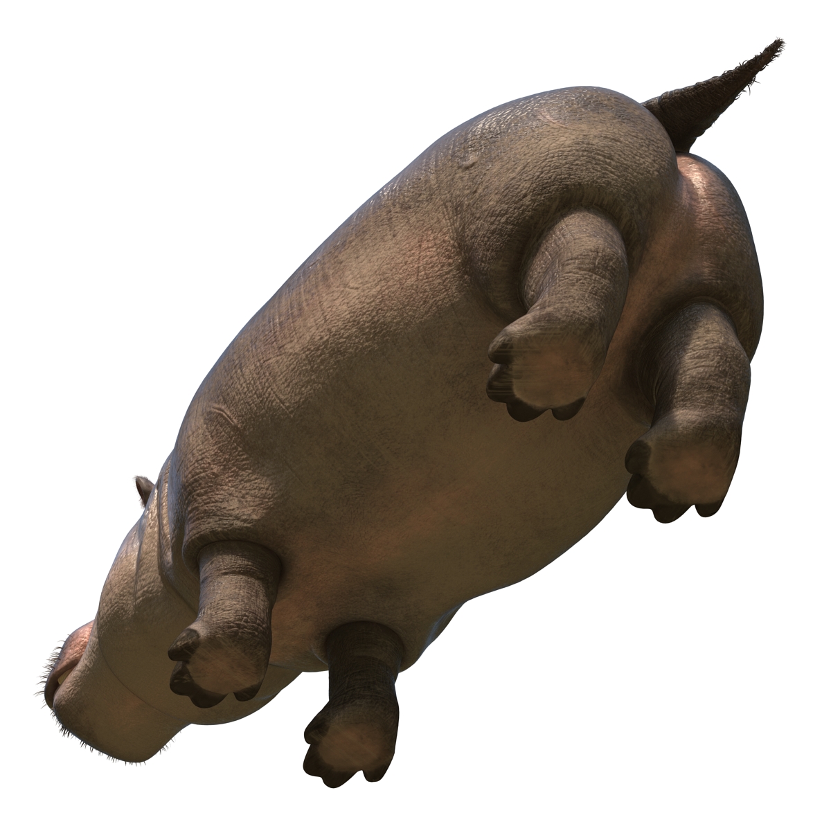 3D Hippopotamus with Fur