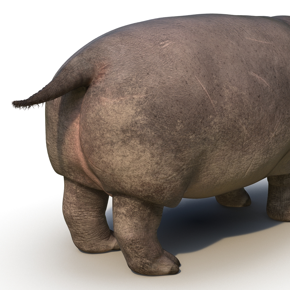 3D Hippopotamus with Fur