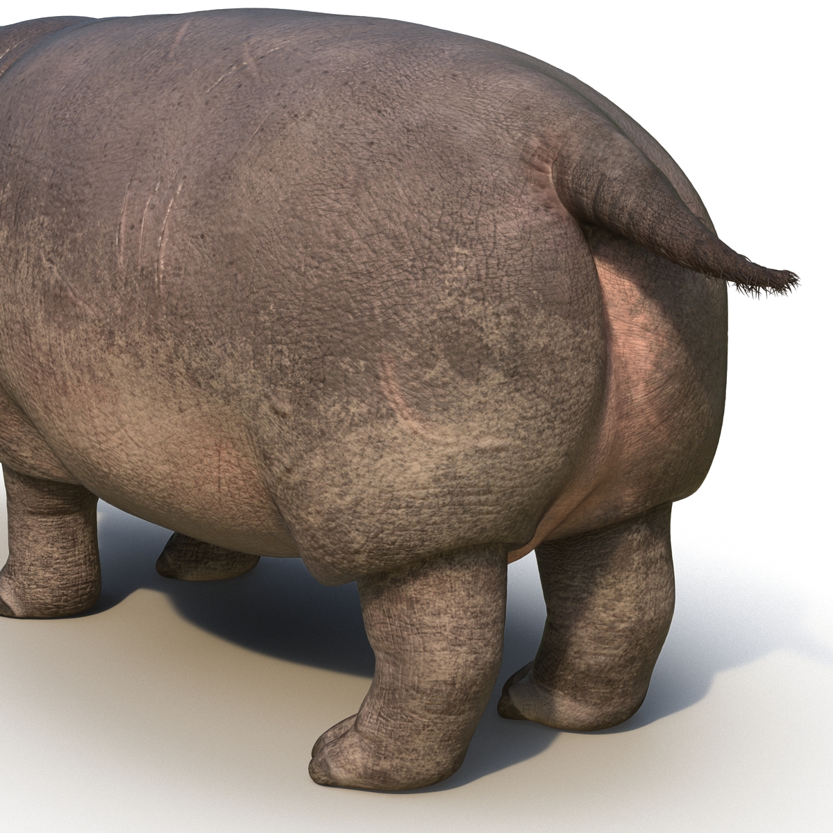 3D Hippopotamus with Fur