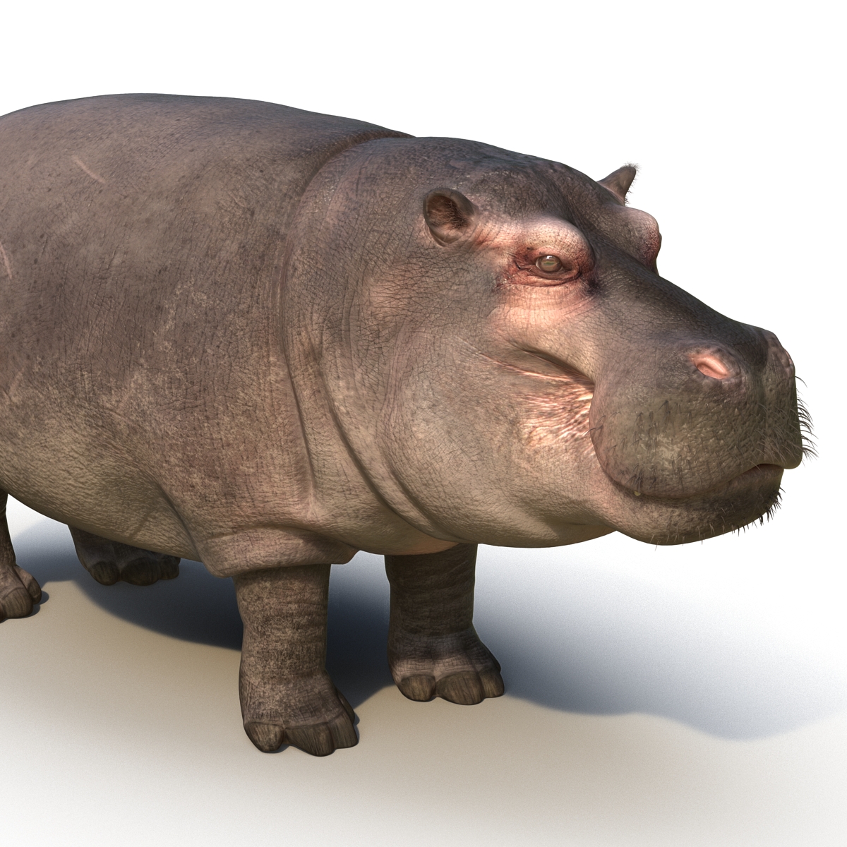 3D Hippopotamus with Fur