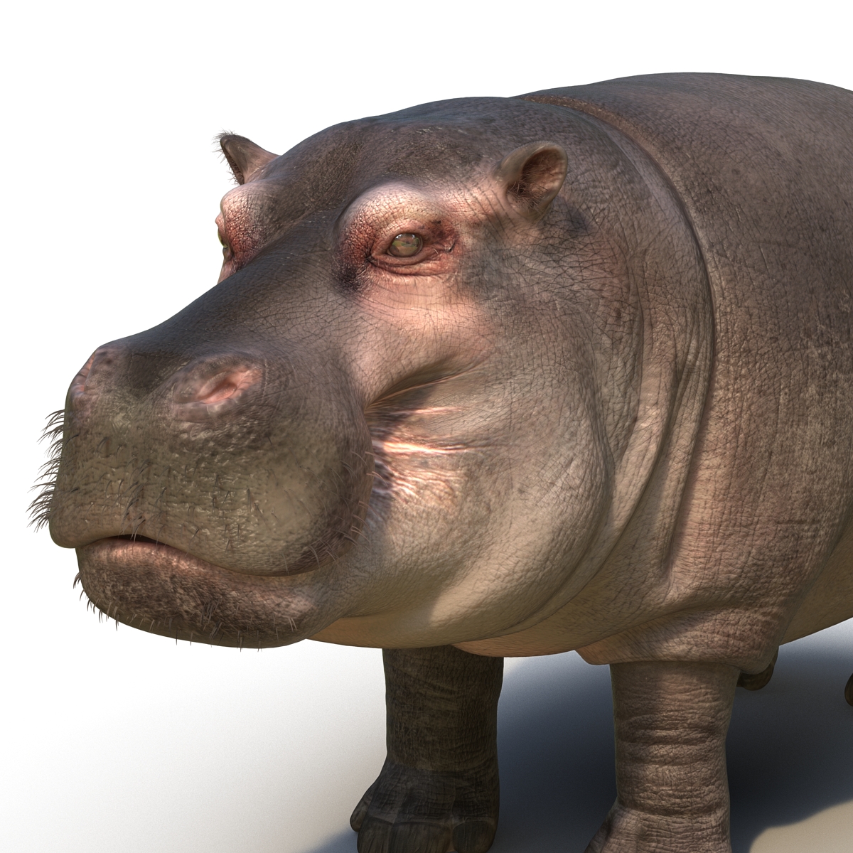 3D Hippopotamus with Fur