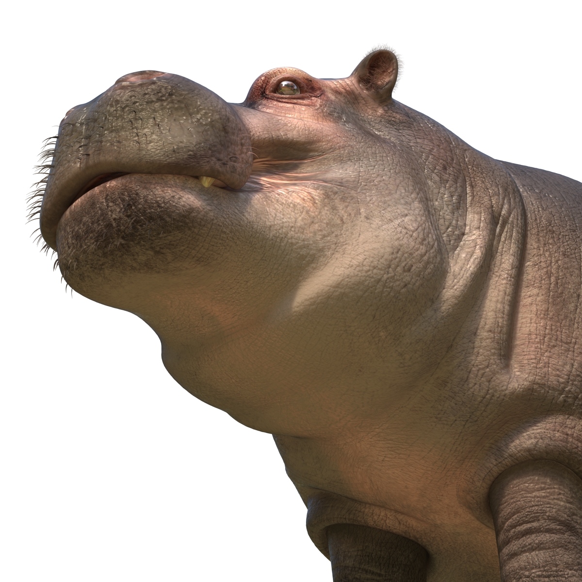 3D Hippopotamus with Fur