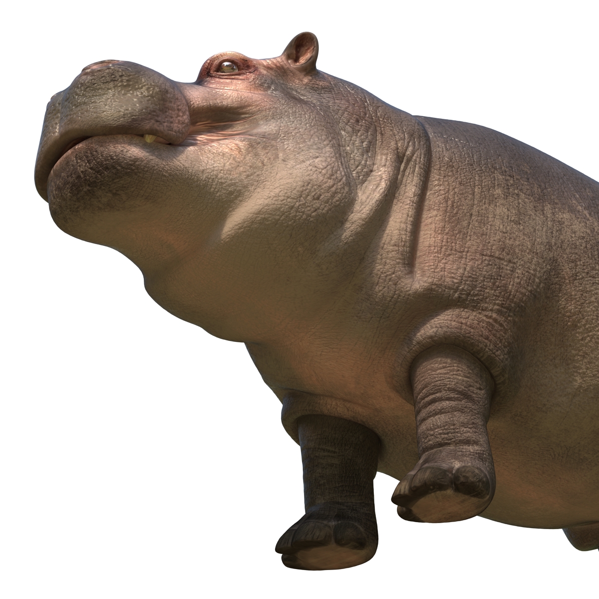 Hippopotamus 3D