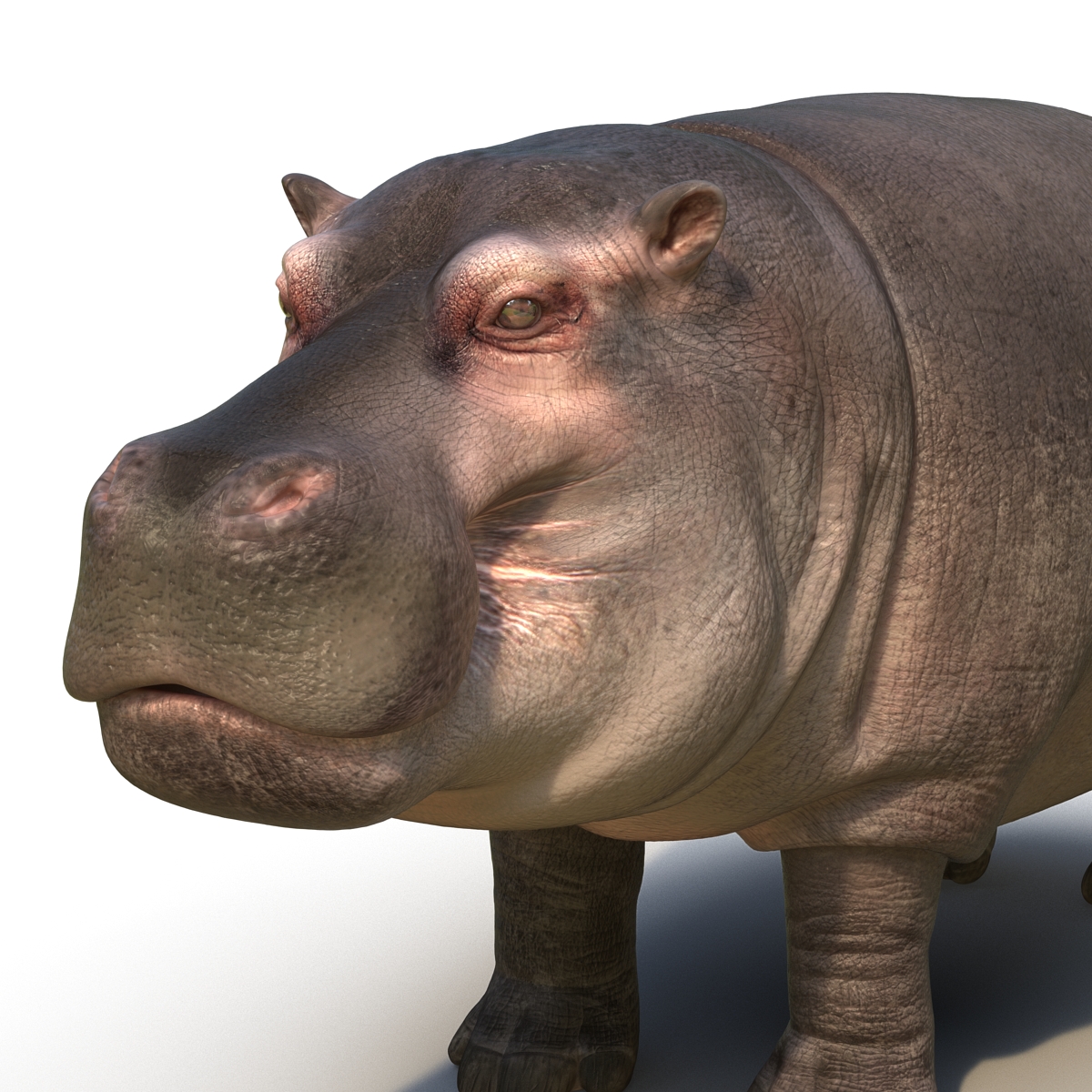 Hippopotamus 3D