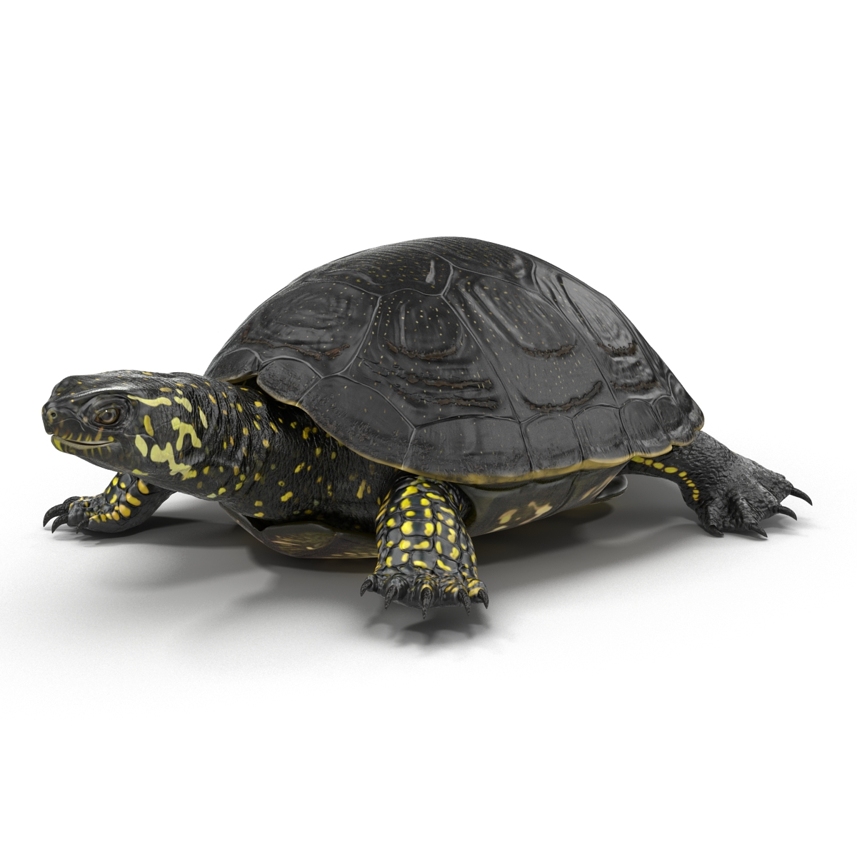 European Pond Turtle Rigged 3D