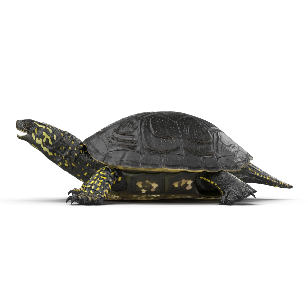 European Pond Turtle Rigged 3D