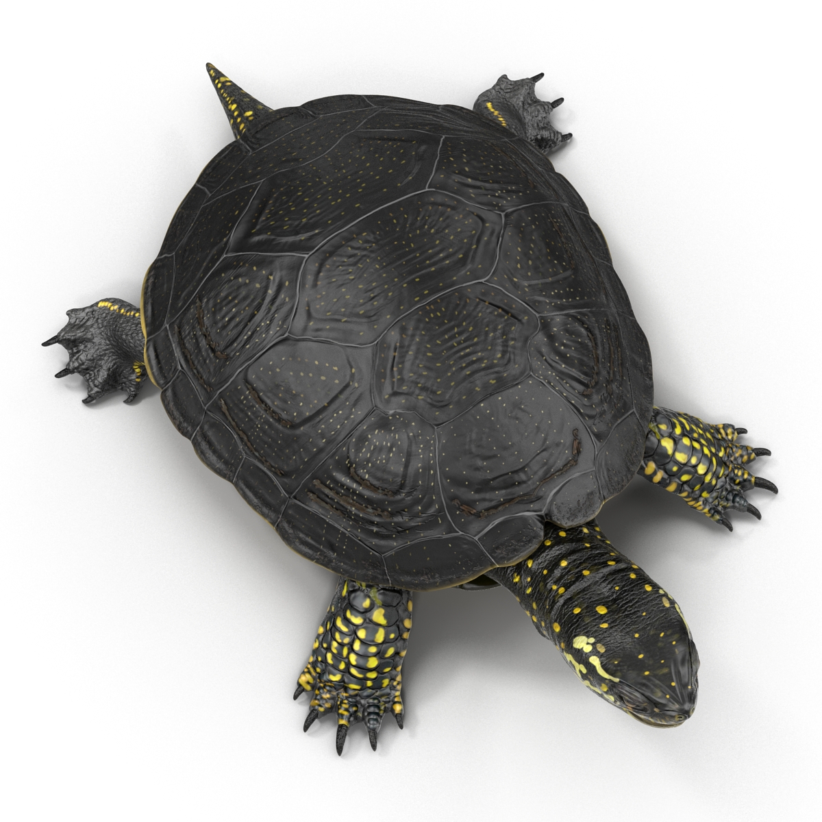 European Pond Turtle Rigged 3D