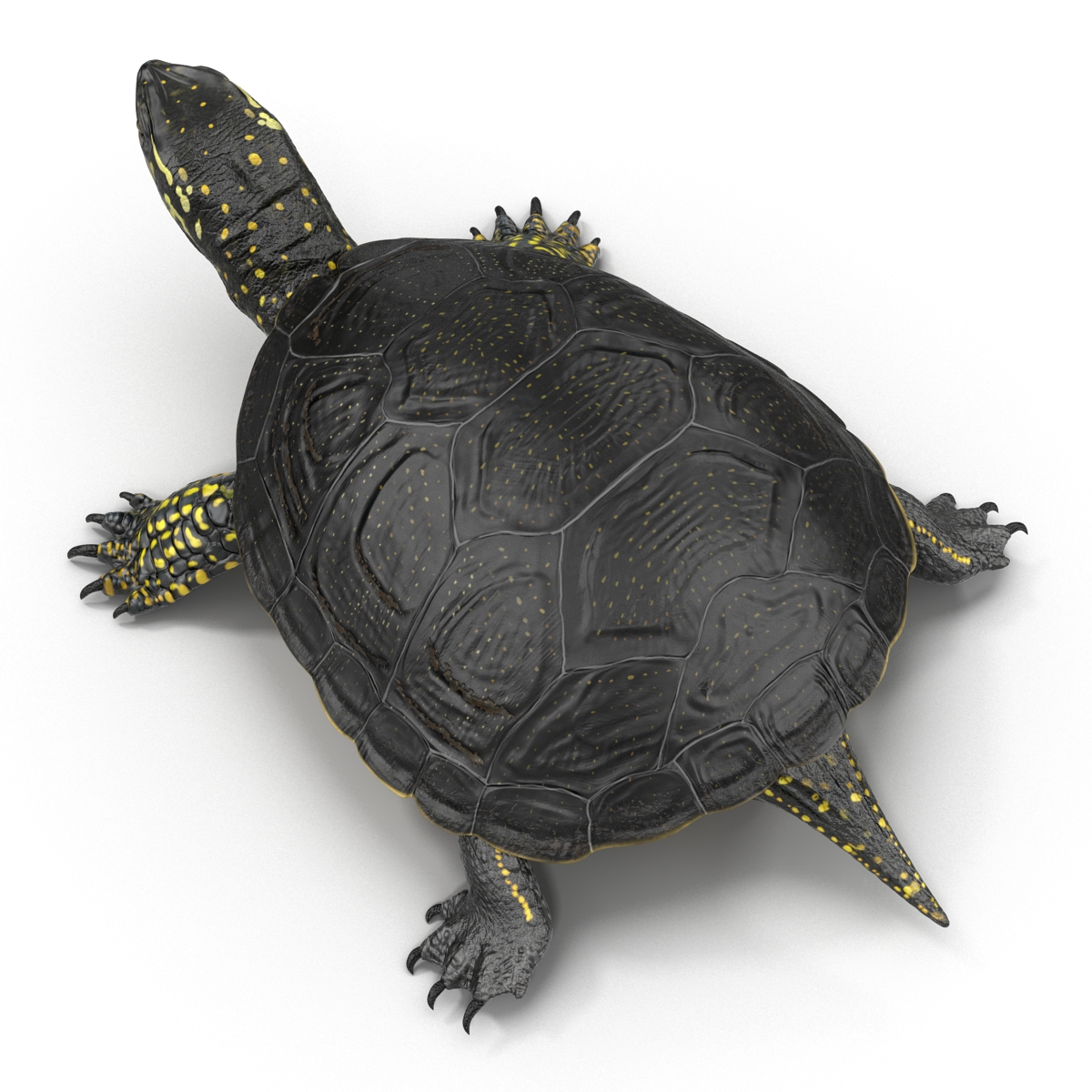 European Pond Turtle Rigged 3D