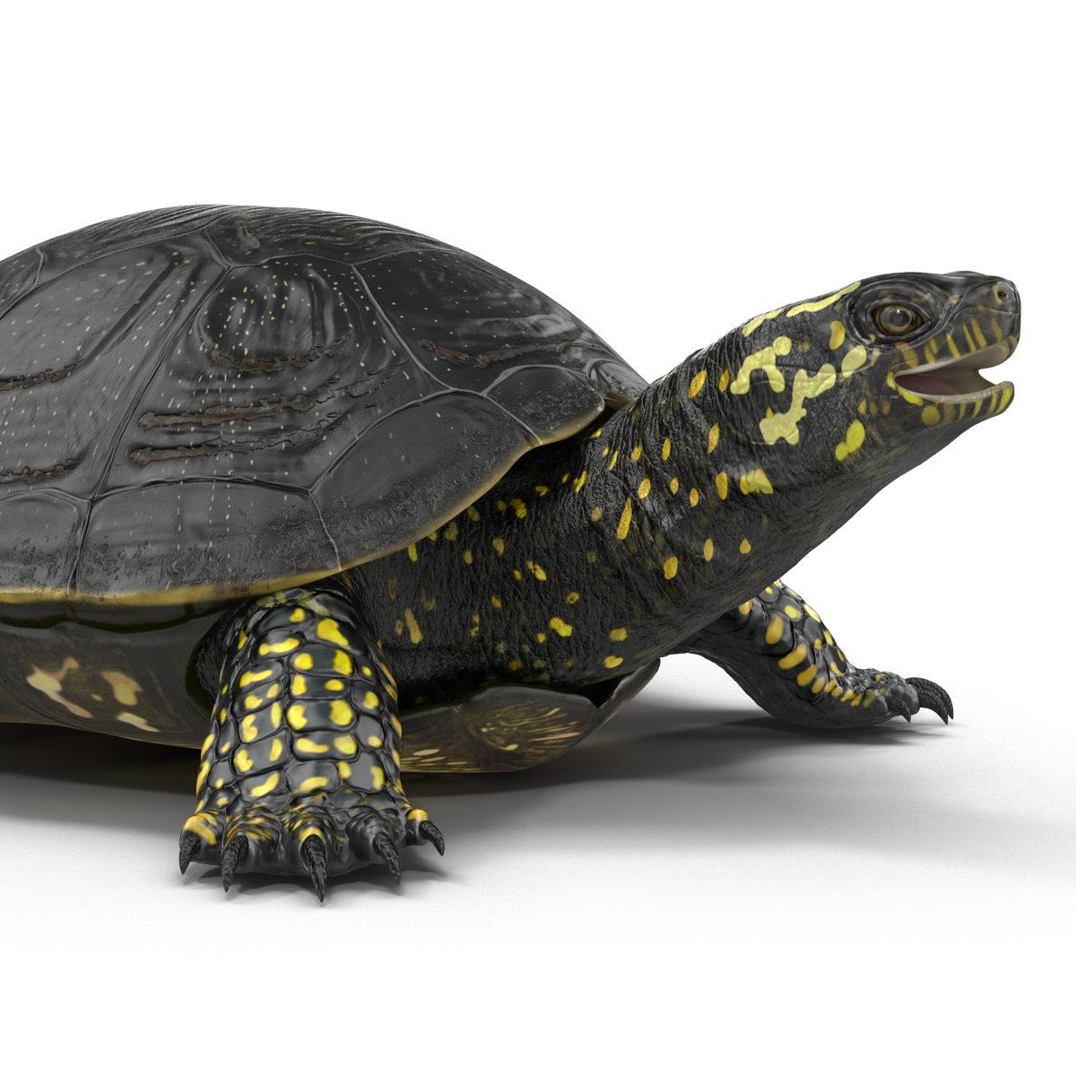 European Pond Turtle Rigged 3D