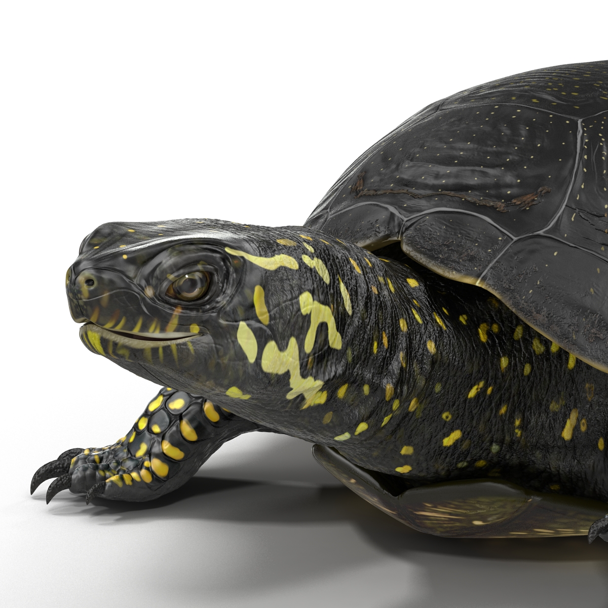 European Pond Turtle Rigged 3D