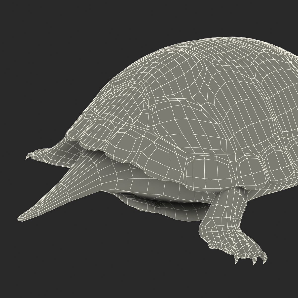 European Pond Turtle Rigged 3D