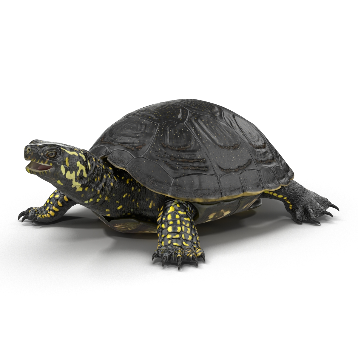 3D model European Pond Turtle