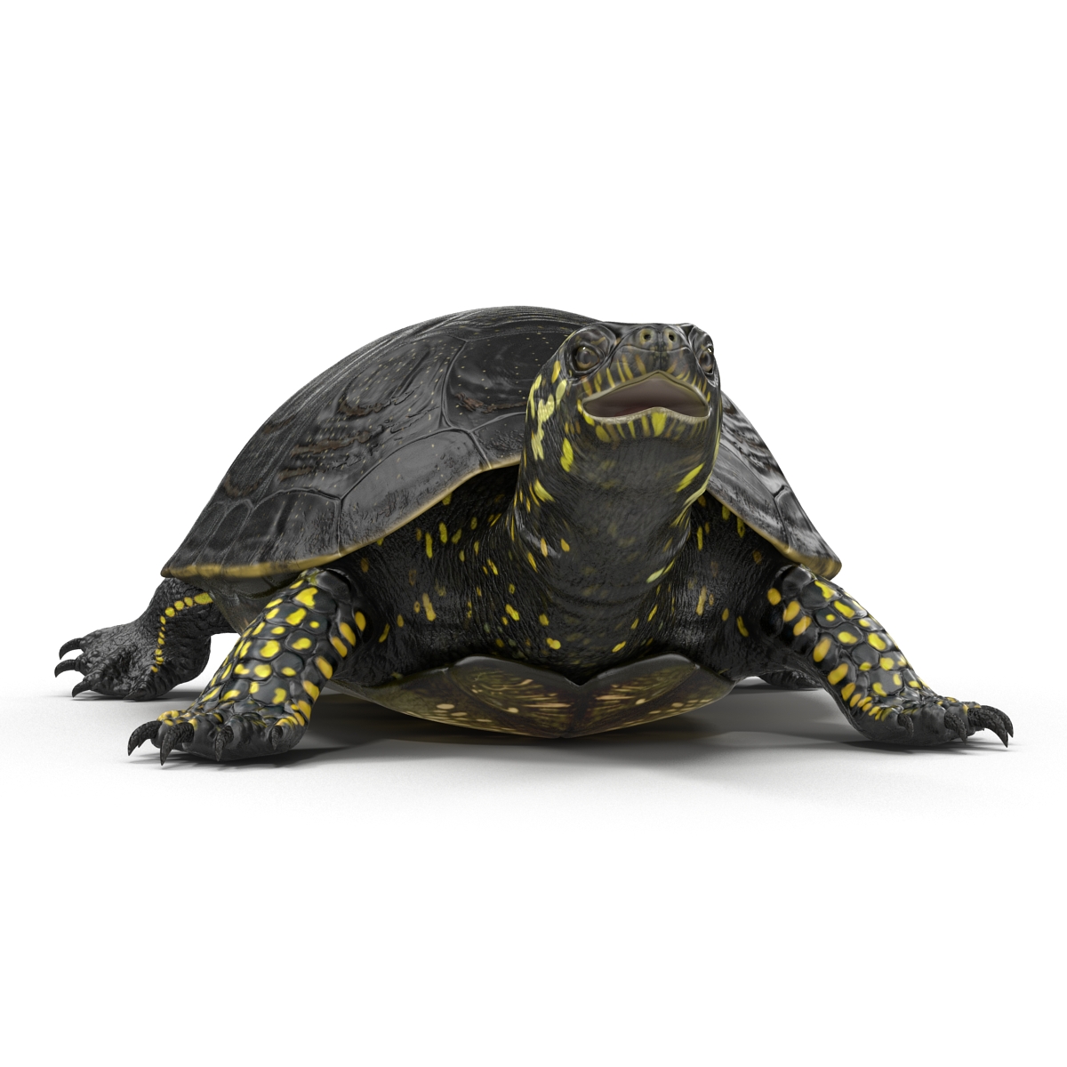 3D model European Pond Turtle