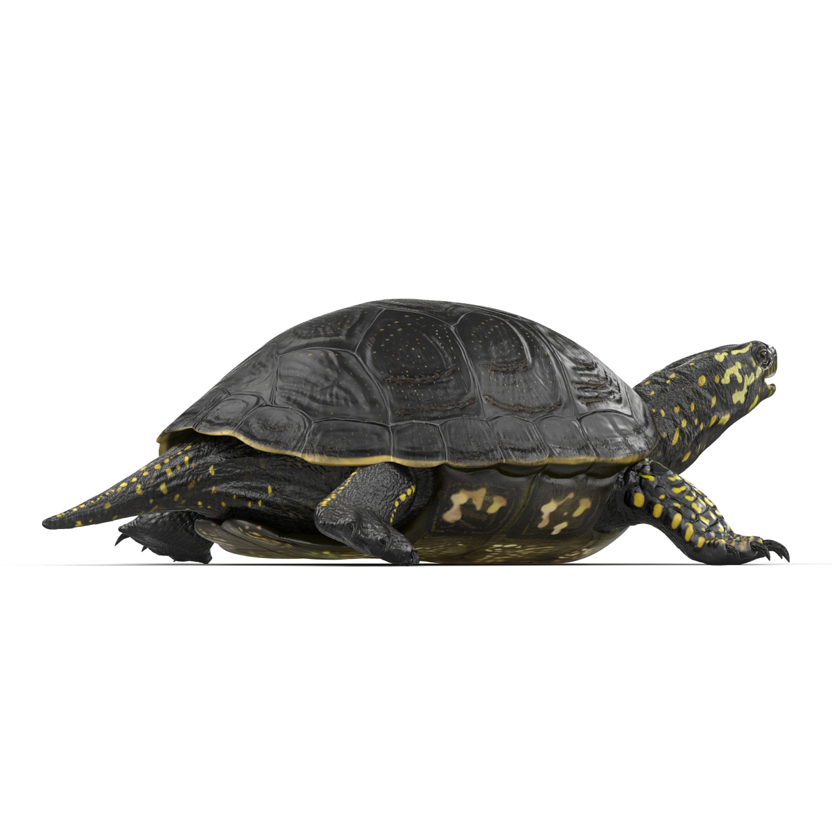 3D model European Pond Turtle