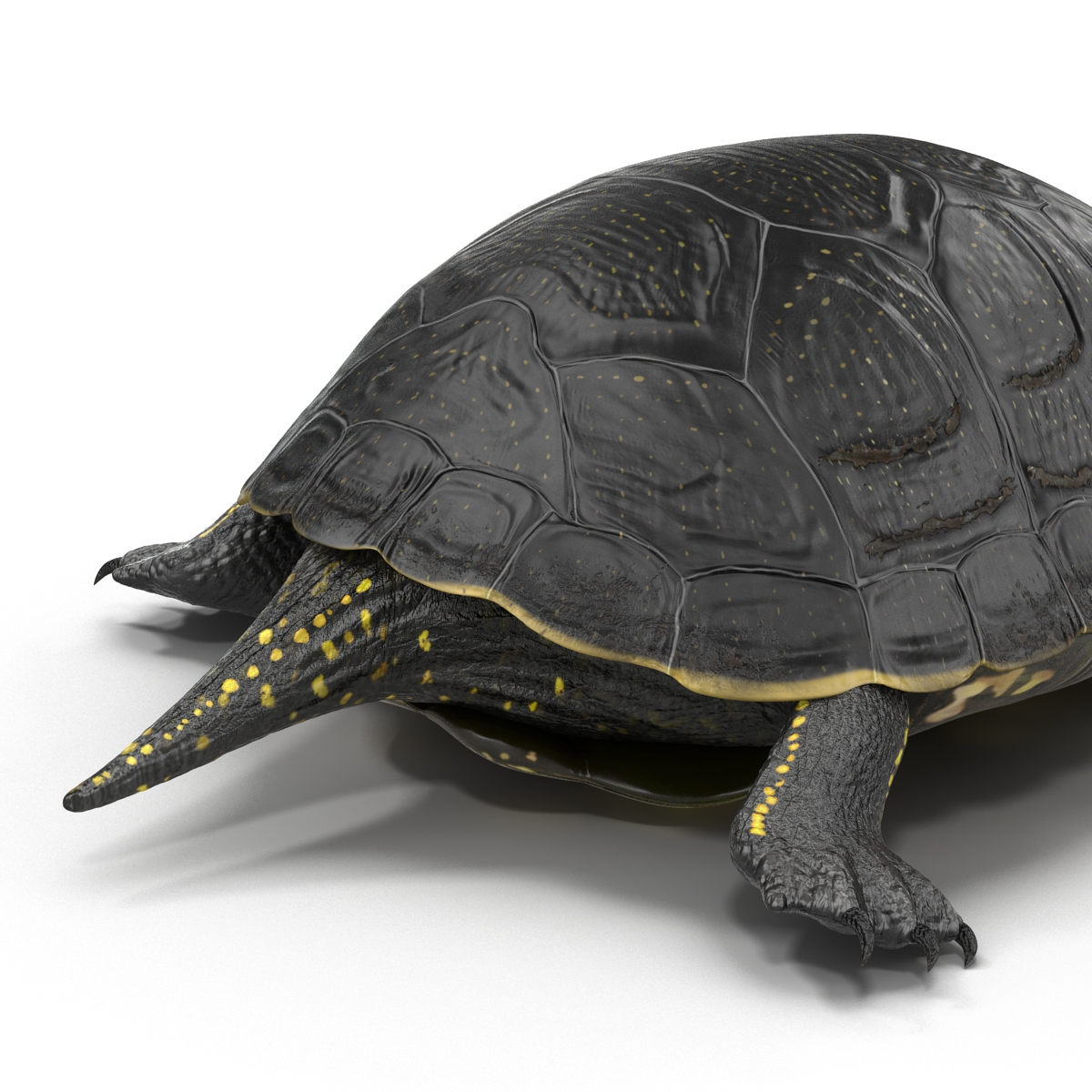 3D model European Pond Turtle