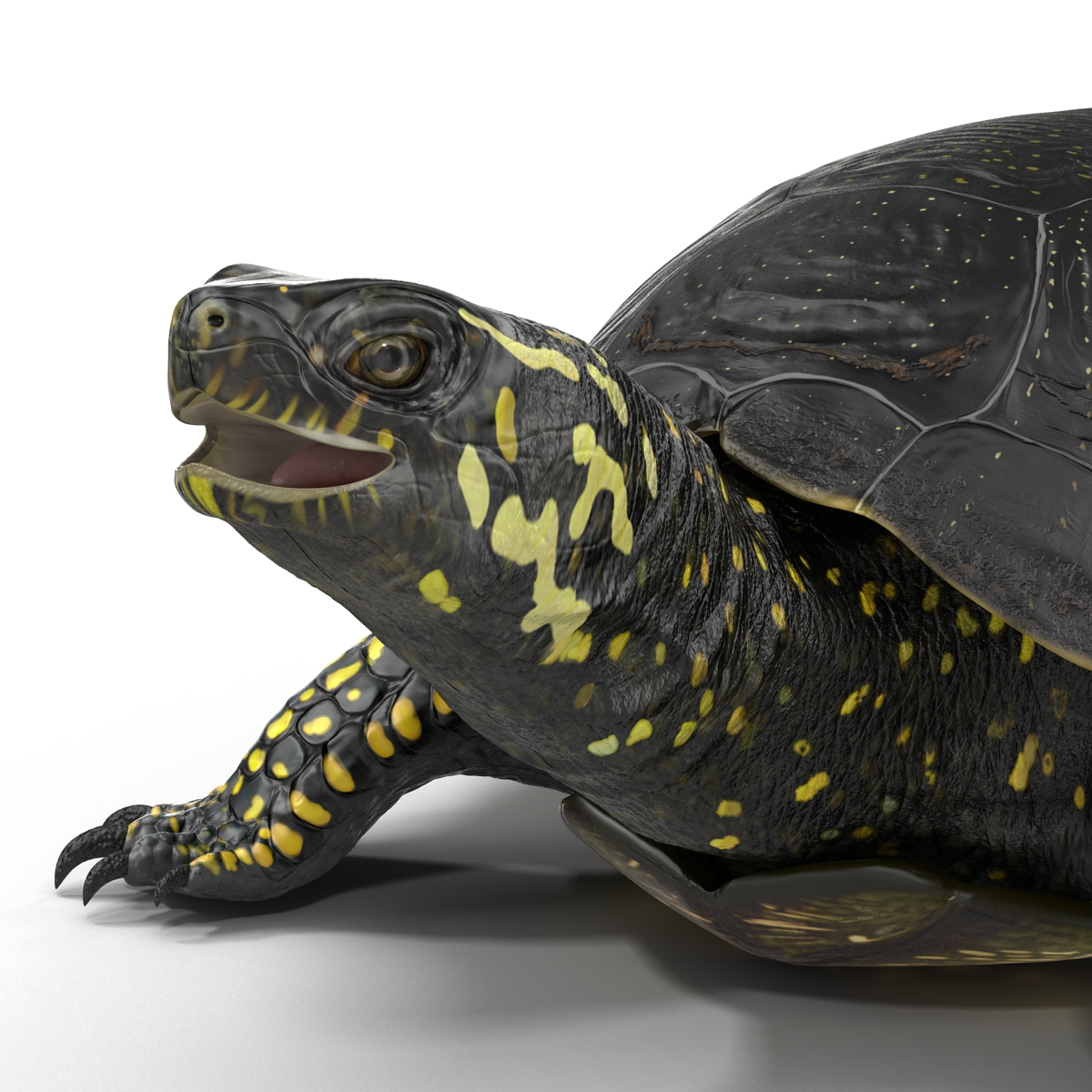 3D model European Pond Turtle