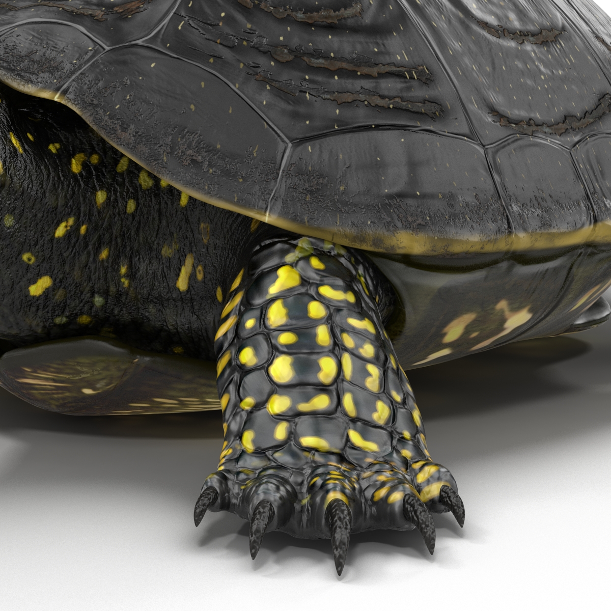 3D model European Pond Turtle