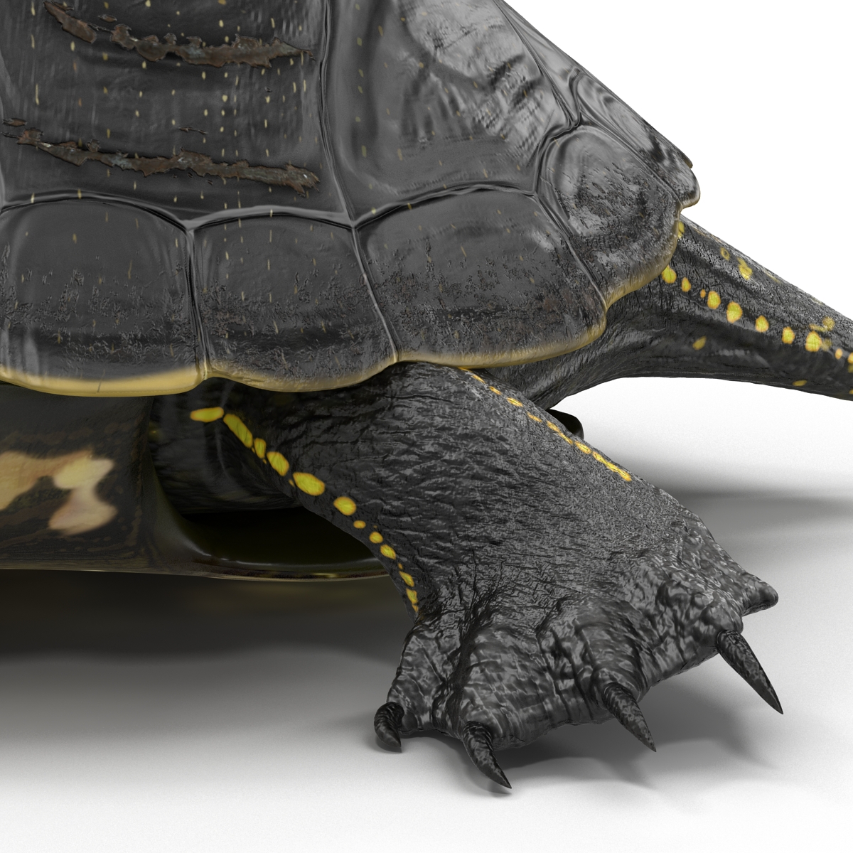 3D model European Pond Turtle