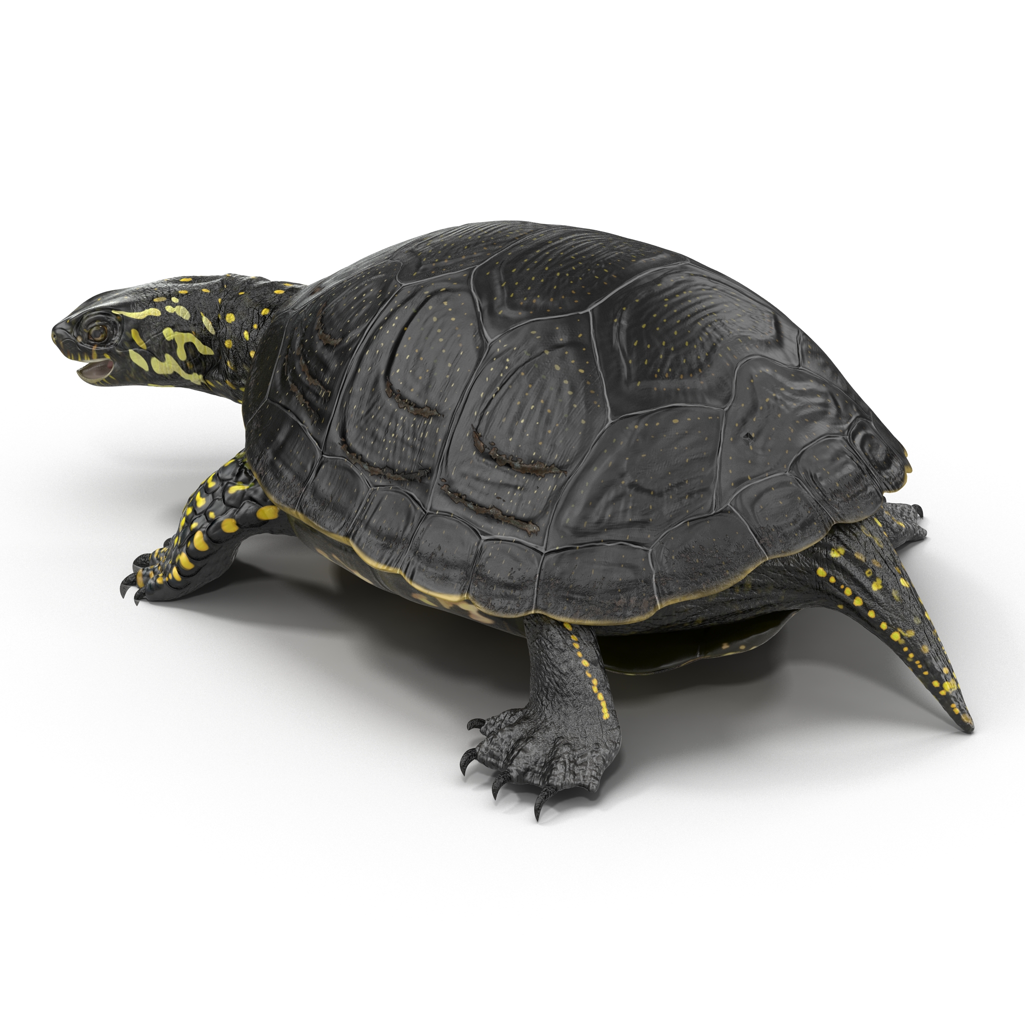 European Pond Turtle Pose 2 3D