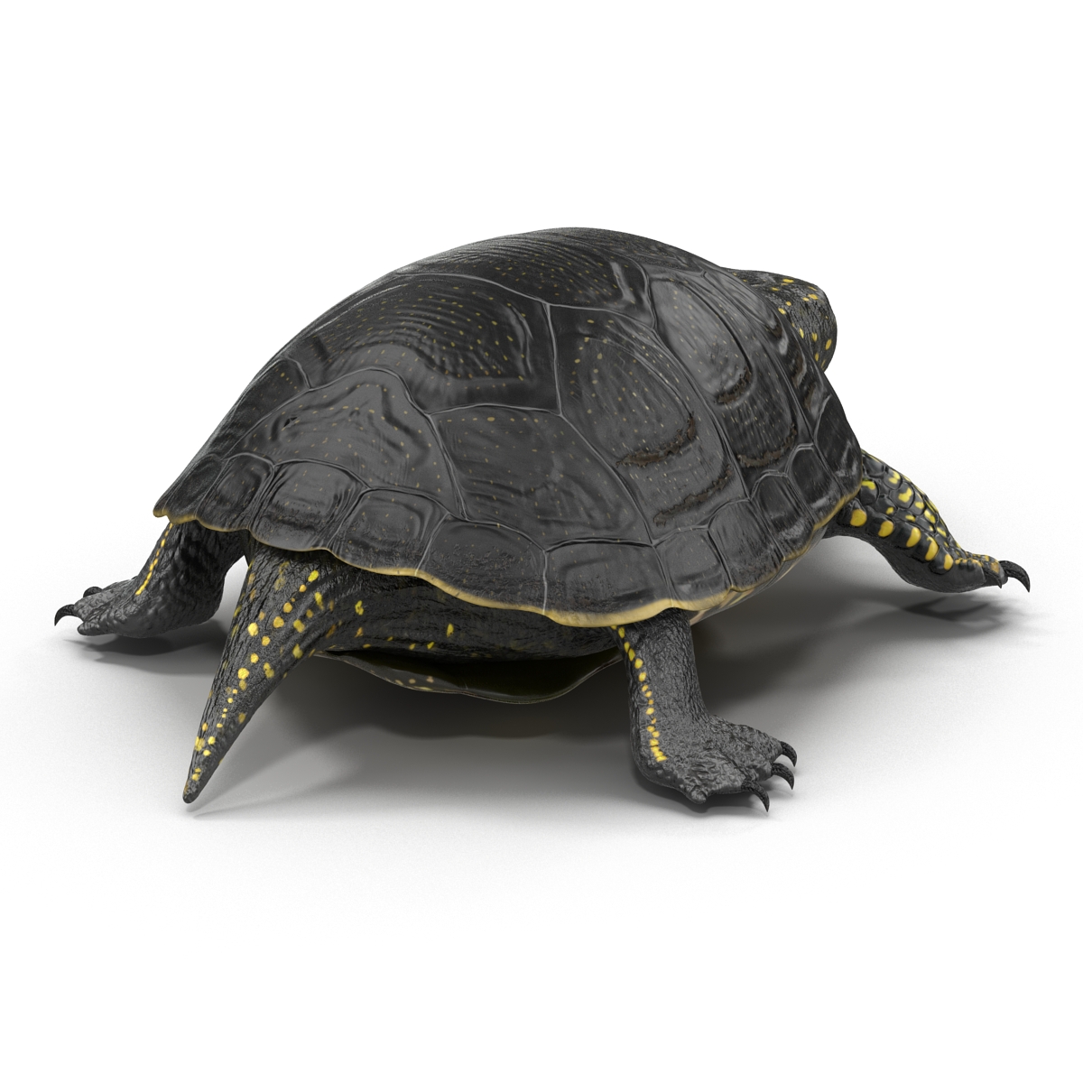 European Pond Turtle Pose 2 3D