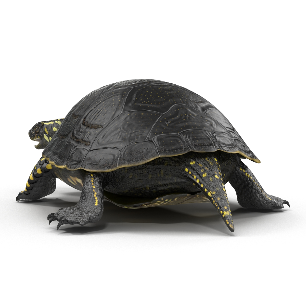 European Pond Turtle Pose 2 3D