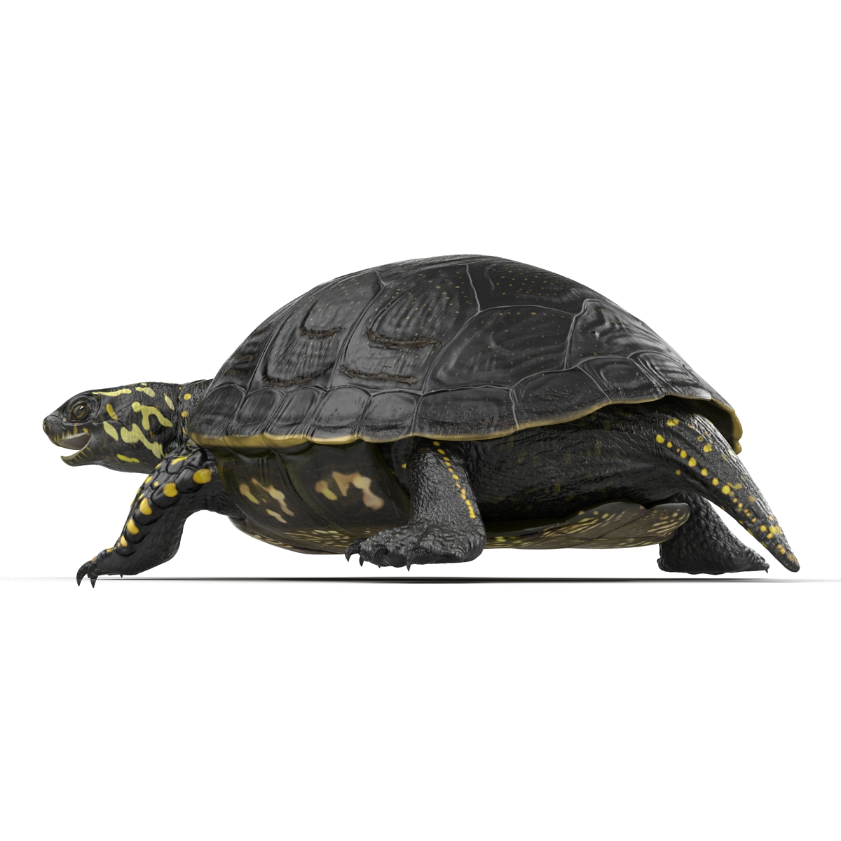 European Pond Turtle Pose 2 3D