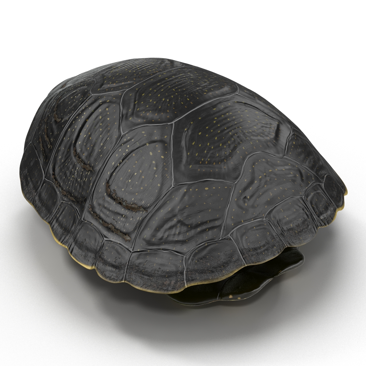 Turtle Shell 2 3D model