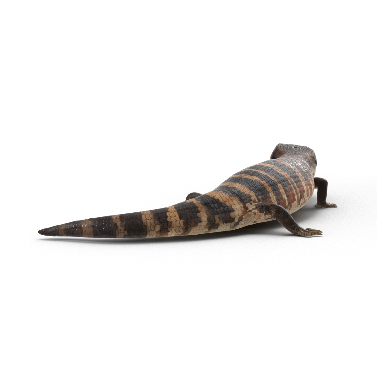 3D model Blue Tongued Skink Pose 2