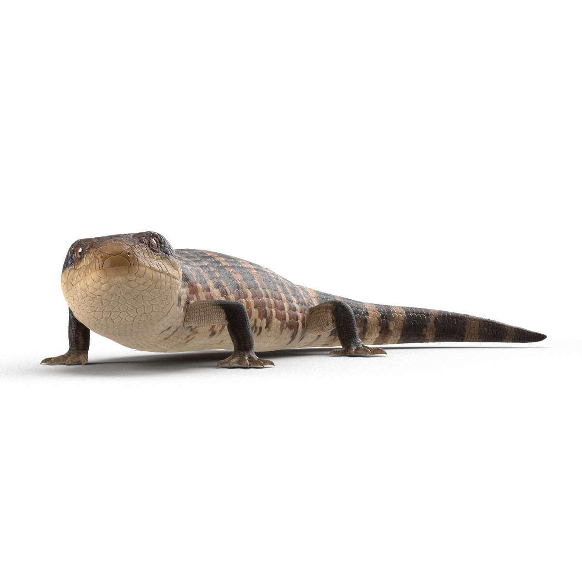 3D model Blue Tongued Skink Pose 2