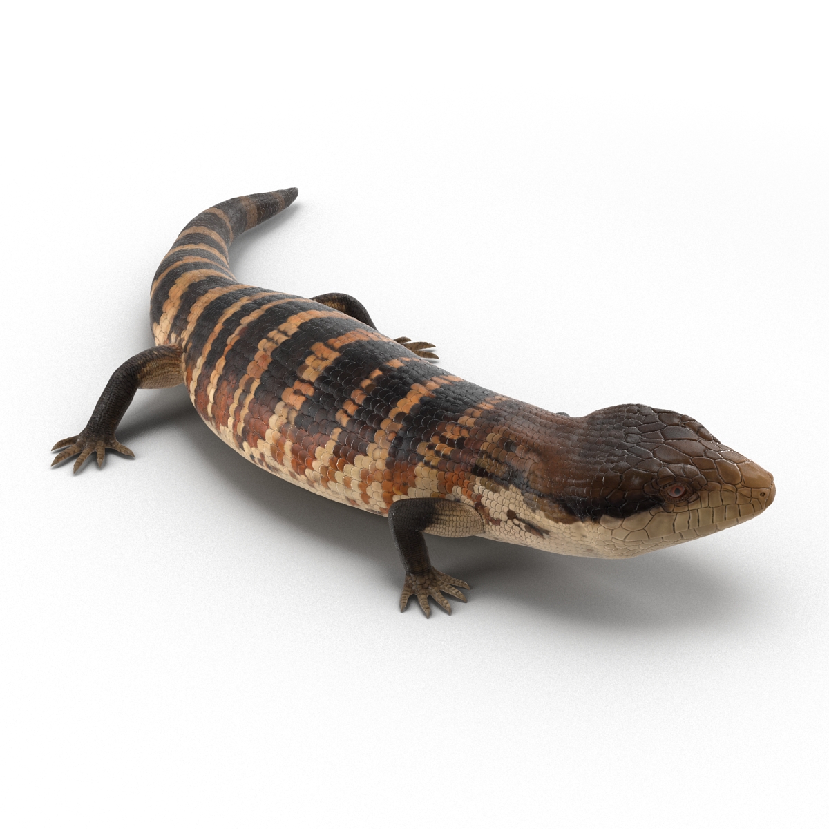 3D model Blue Tongued Skink Pose 2