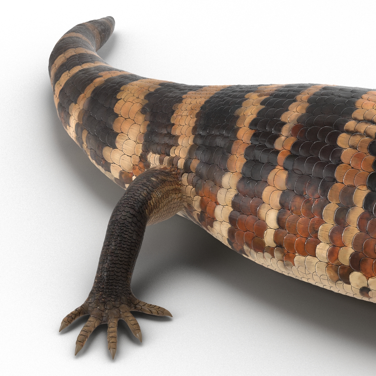 3D model Blue Tongued Skink Pose 2