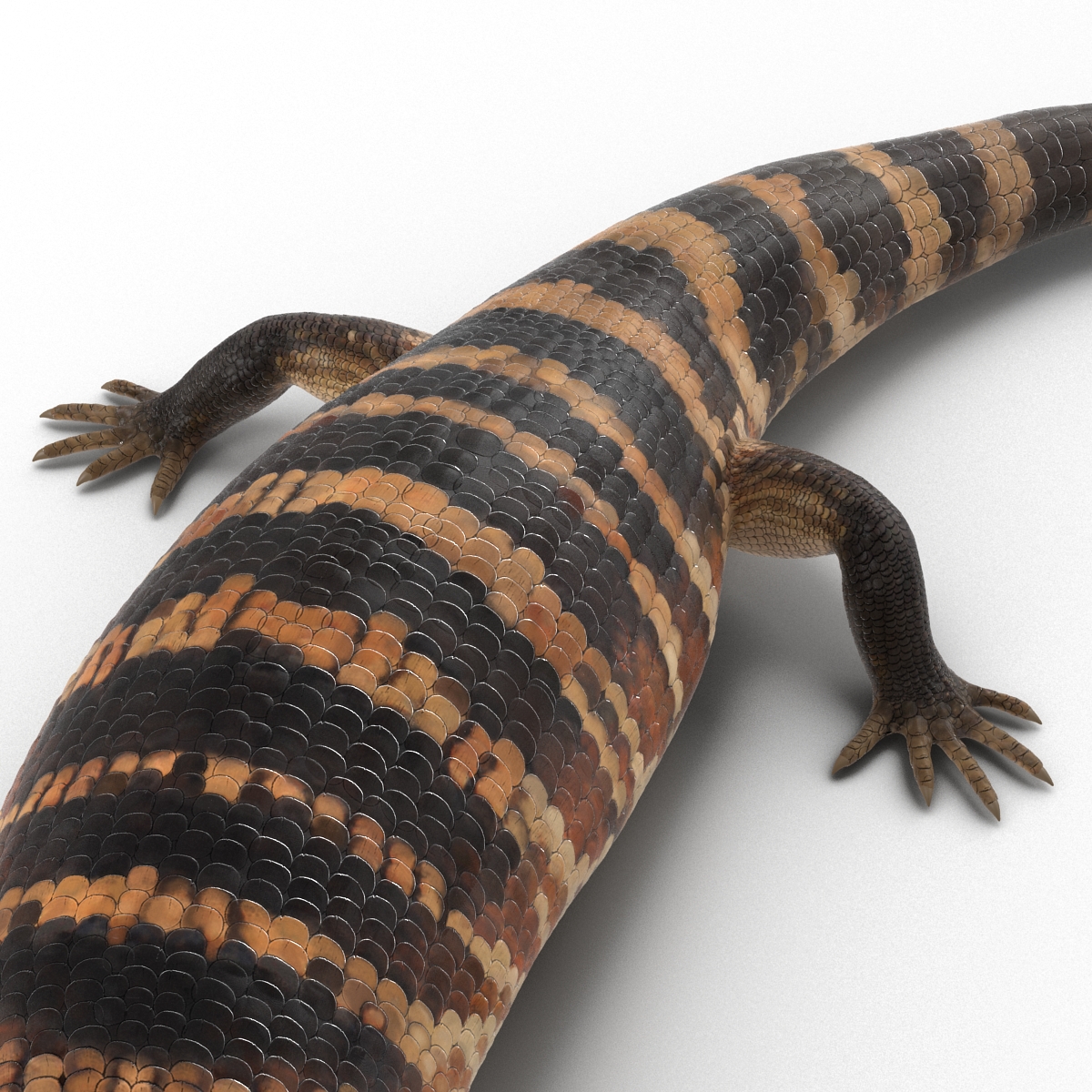 3D model Blue Tongued Skink Pose 2