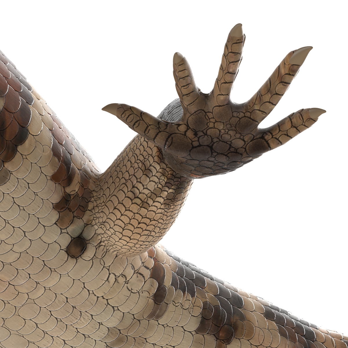 3D model Blue Tongued Skink Pose 2