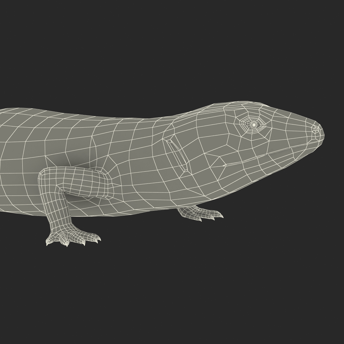 3D model Blue Tongued Skink Pose 2