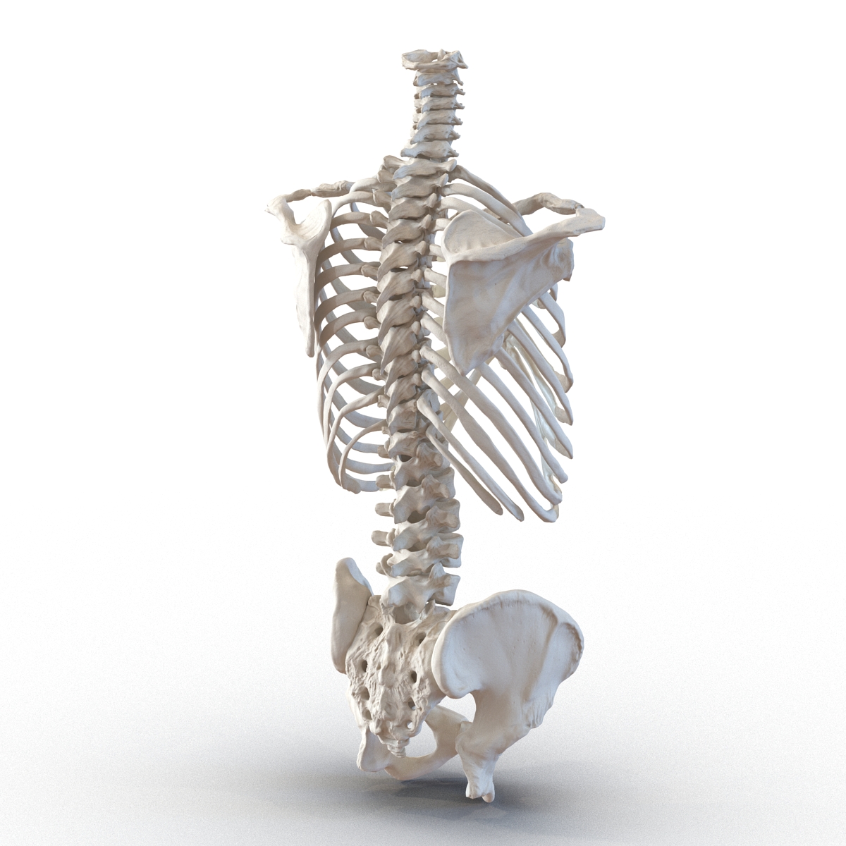 Male Torso Skeleton 3D model