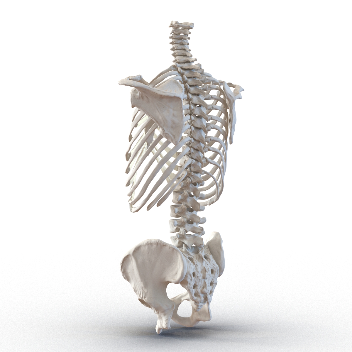 Male Torso Skeleton 3D model