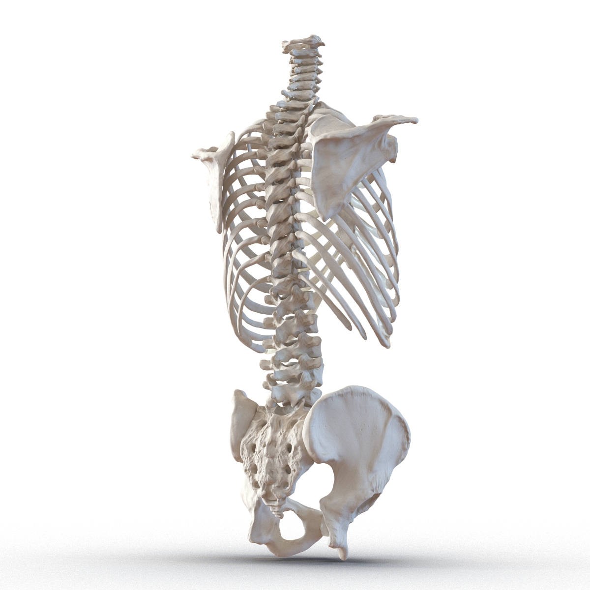 Male Torso Skeleton 3D model