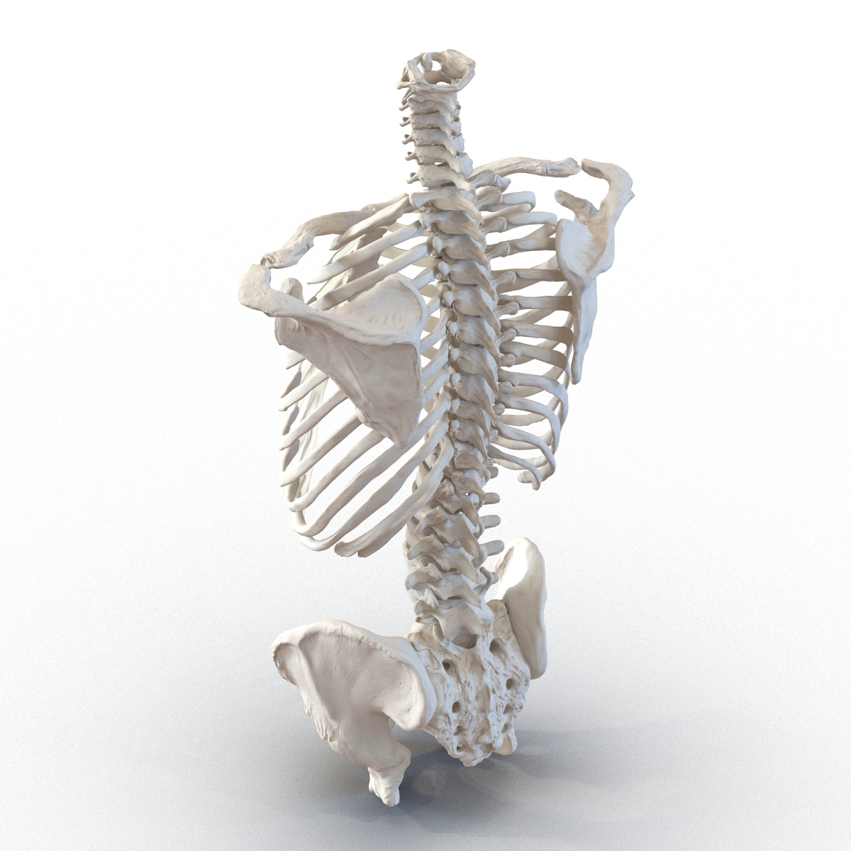 Male Torso Skeleton 3D model