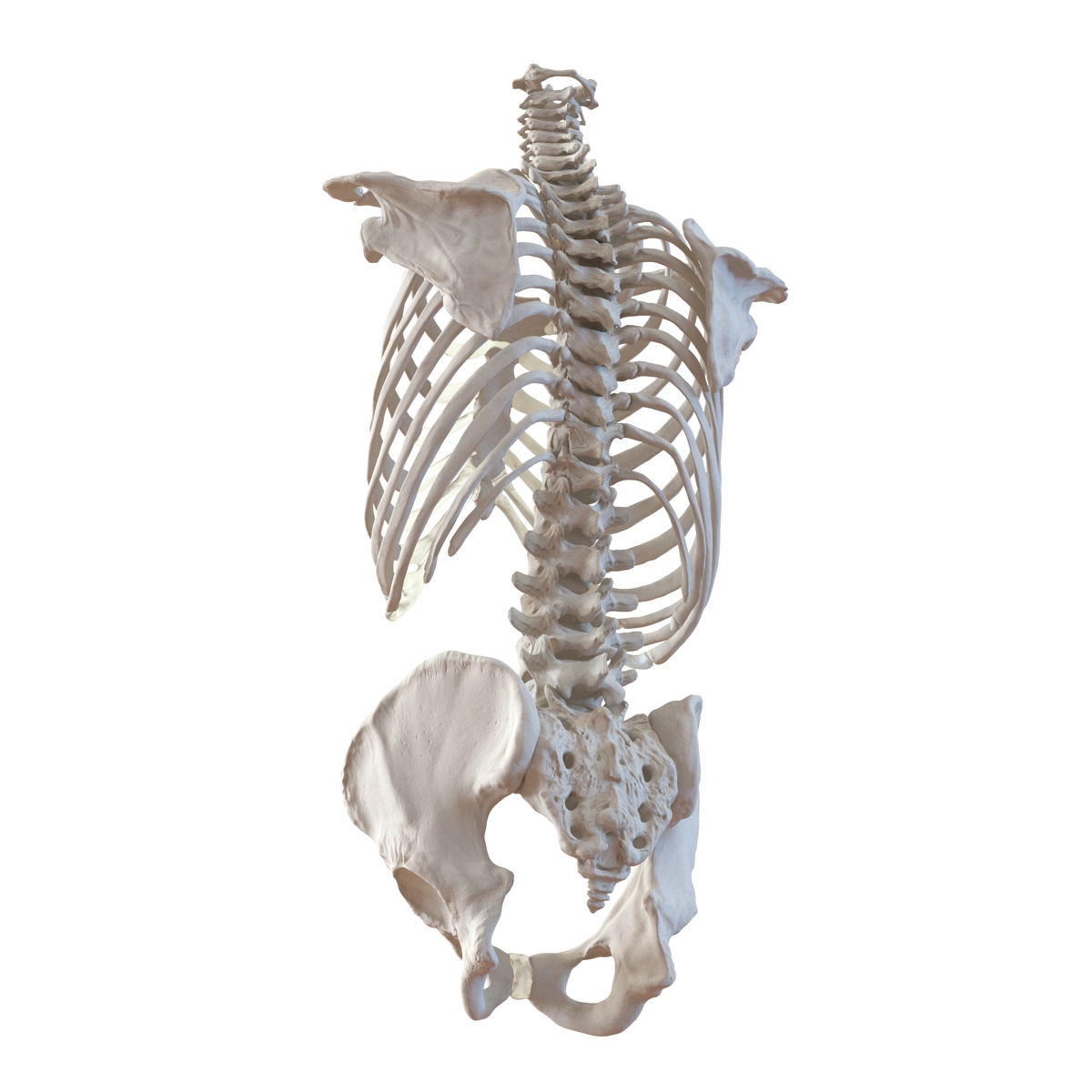 Male Torso Skeleton 3D model