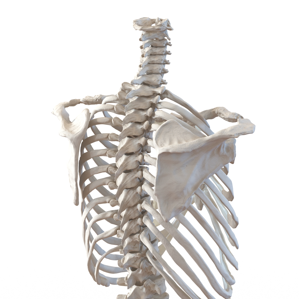 Male Torso Skeleton 3D model