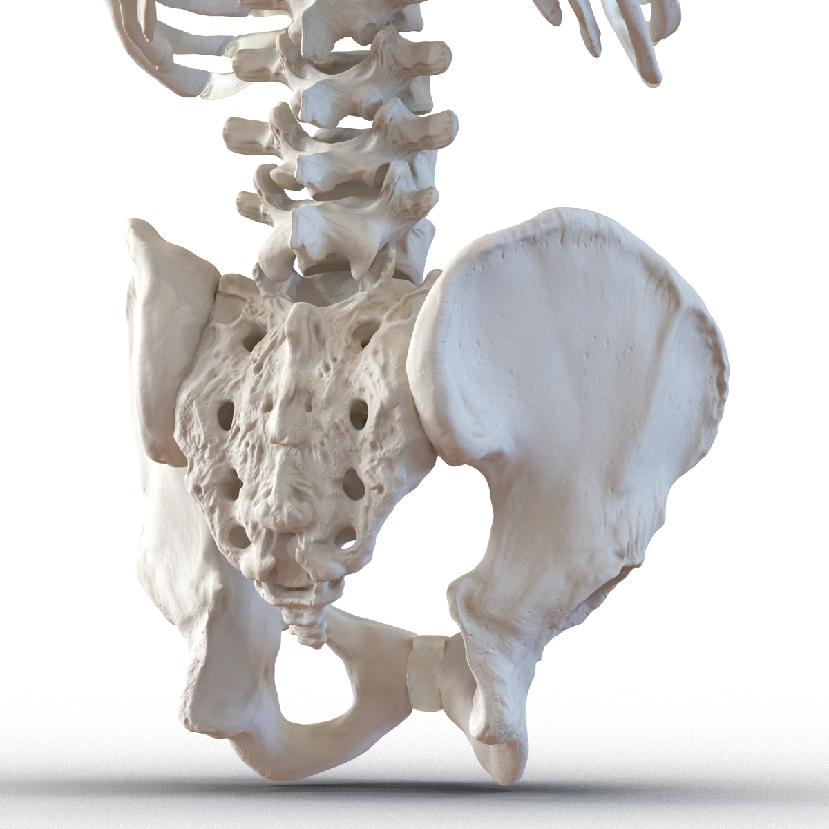 Male Torso Skeleton 3D model