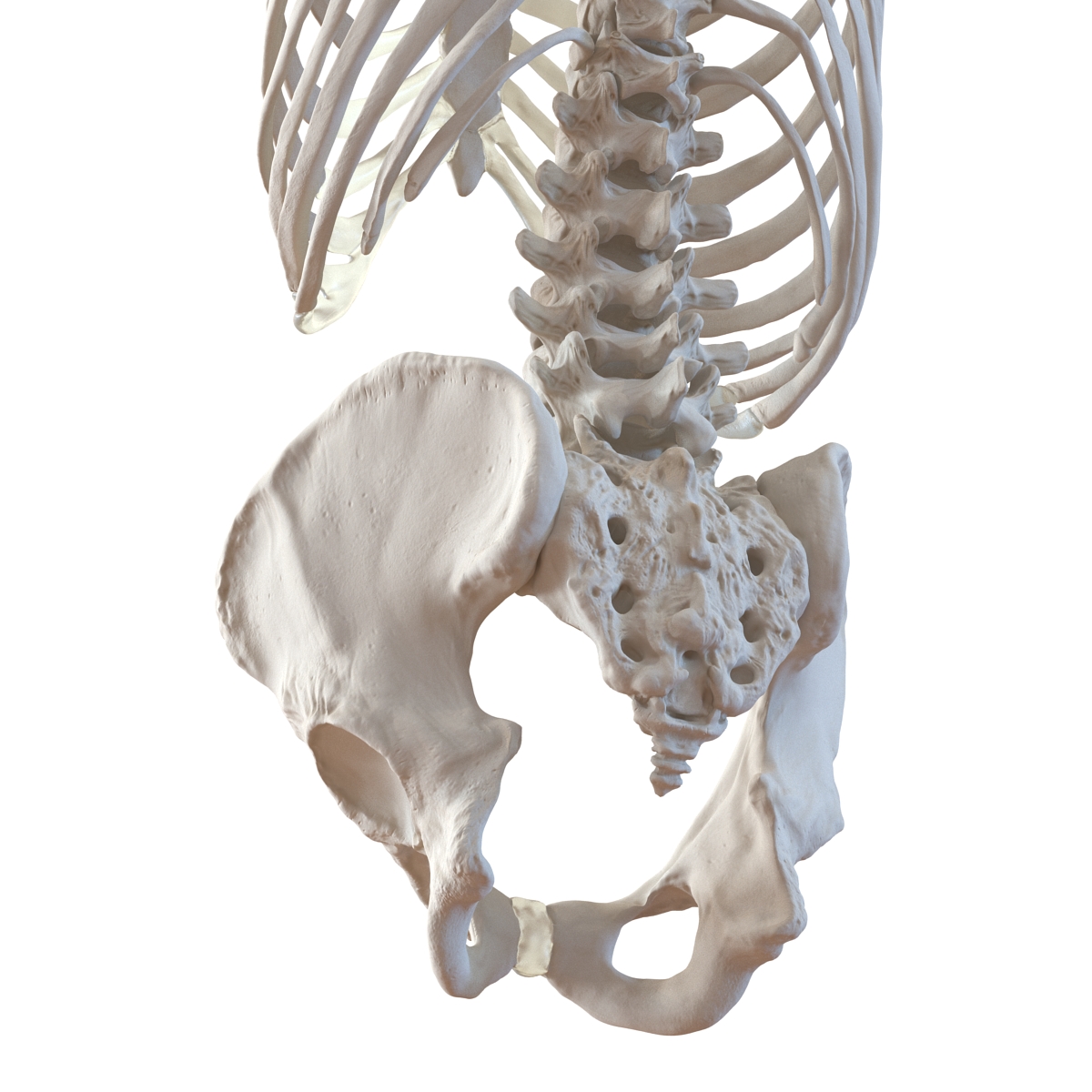 Male Torso Skeleton 3D model