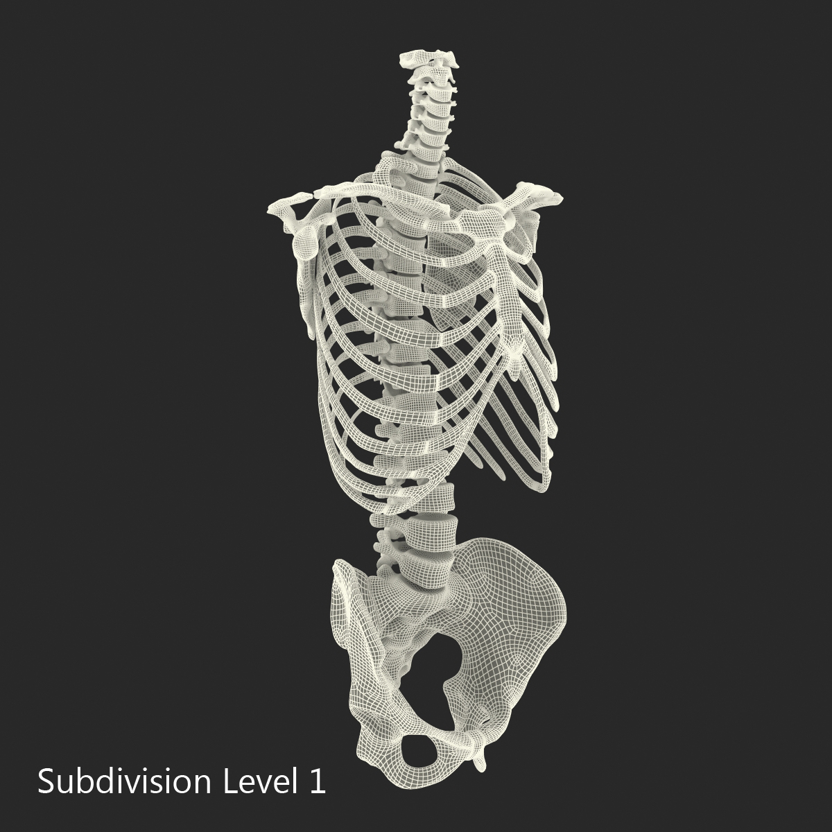 Male Torso Skeleton 3D model