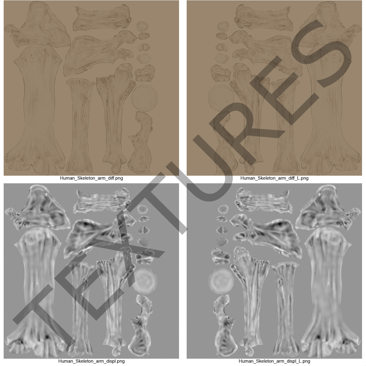 Male Torso Skeleton 3D model